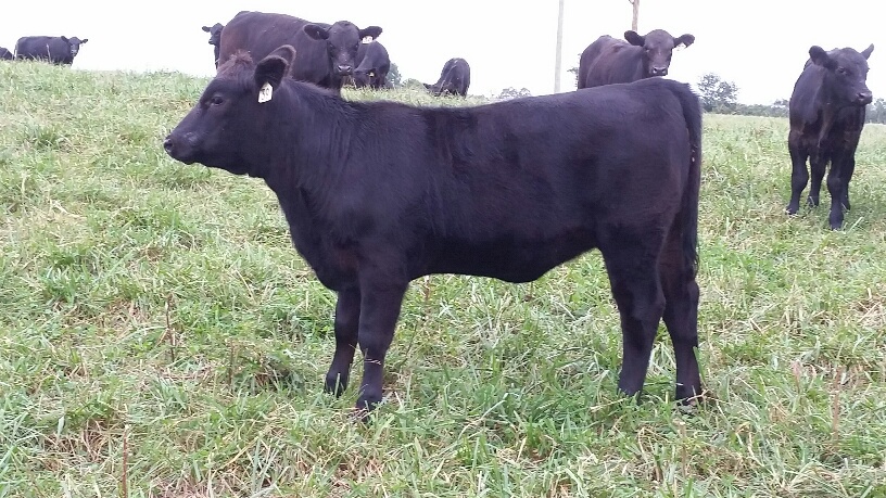 2015 Keeney Angus Bull Sale - Page 6 20150925_095946_resized_zpsoi4akops