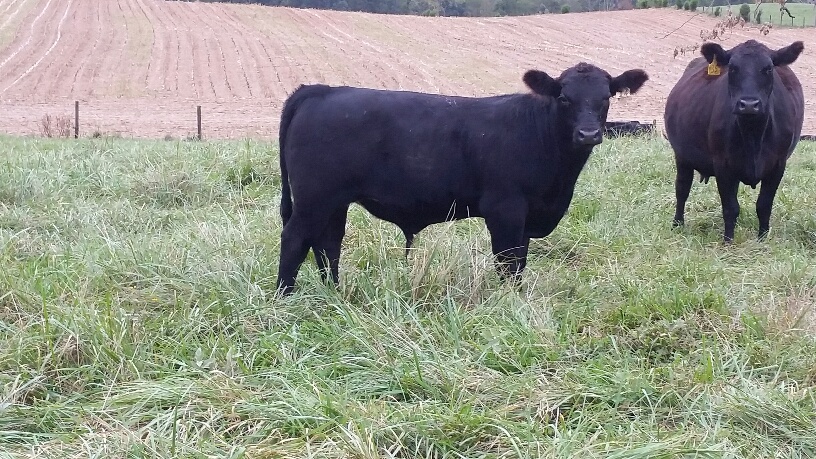 2015 Keeney Angus Bull Sale - Page 6 20150925_095728_resized_zpsnh7tyget