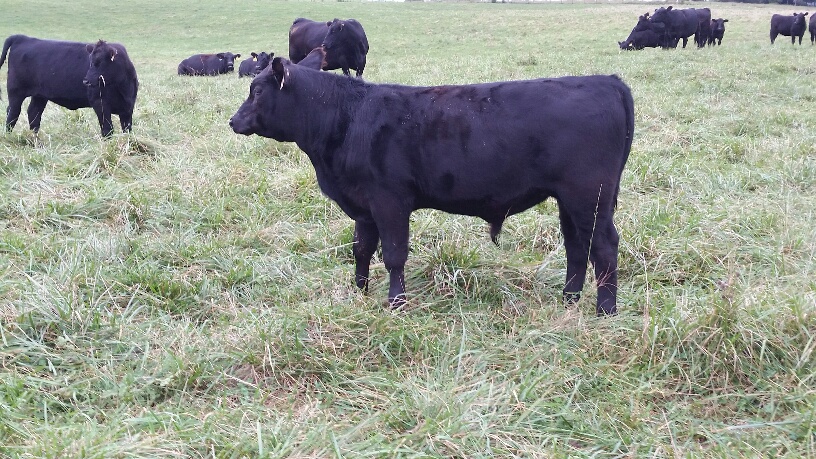 2015 Keeney Angus Bull Sale - Page 6 20150925_095616_resized_zpsel13mt8k