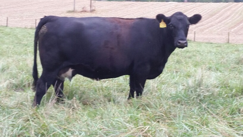 2015 Keeney Angus Bull Sale - Page 6 20150925_095731_resized_zpsvipeqnlo