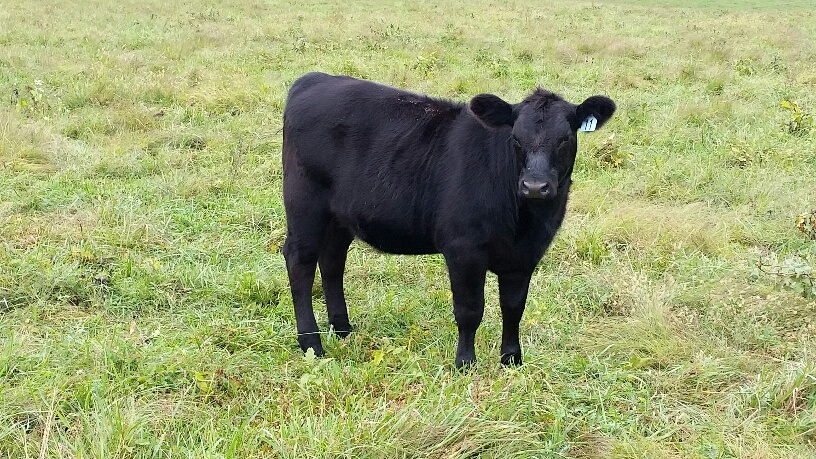 2015 Keeney Angus Bull Sale - Page 6 0930_113251_resized_zpshjpnxts6