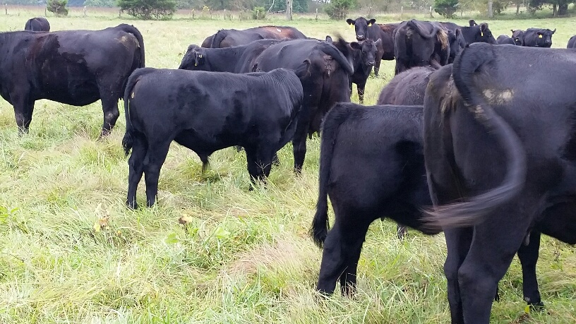 2015 Keeney Angus Bull Sale - Page 6 0930_113329_resized_zpsxmwcbgrr