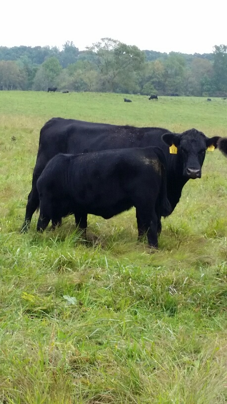 2015 Keeney Angus Bull Sale - Page 6 0930_114126_resized_zpsaqv0denk