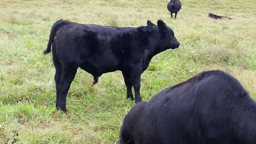 2015 Keeney Angus Bull Sale - Page 6 0930_112433_resized_zpsphxhfl8g