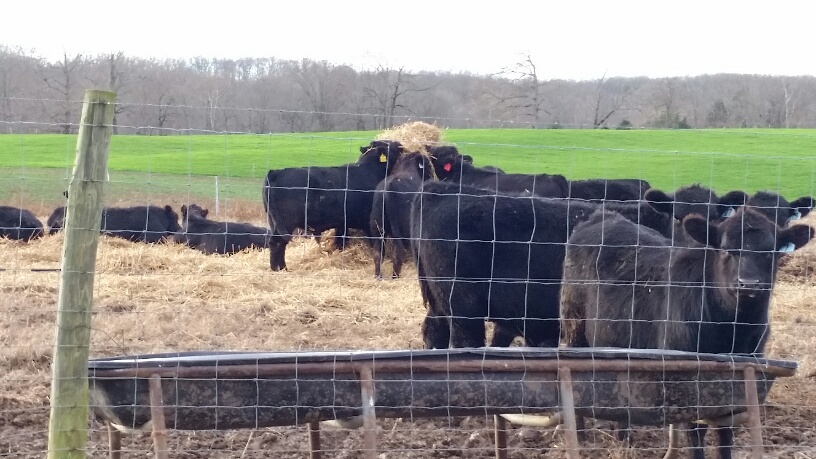 2015 Keeney Angus Bull Sale - Page 7 20151223_160931_resized_zpss96arxbc