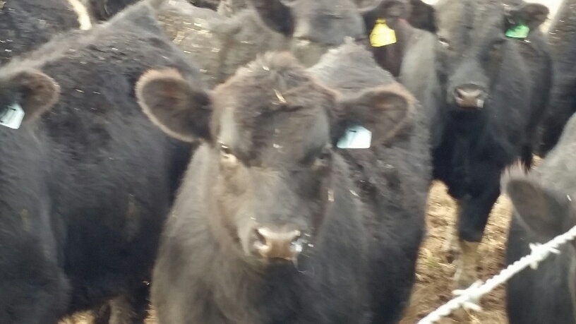 2015 Keeney Angus Bull Sale - Page 7 20151223_161510_resized_zpsh9klwenp