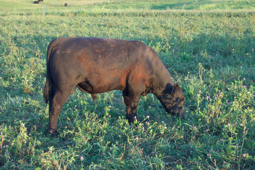 Keeney Angus 50TH Angus Anniversary Bull and Heifer Sale, Nov 10, 2012 Mm2