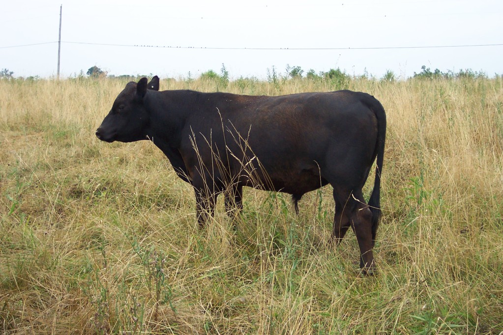 Keeney Angus April 7 Bull and Heifer Sale - Page 9 Pete752012