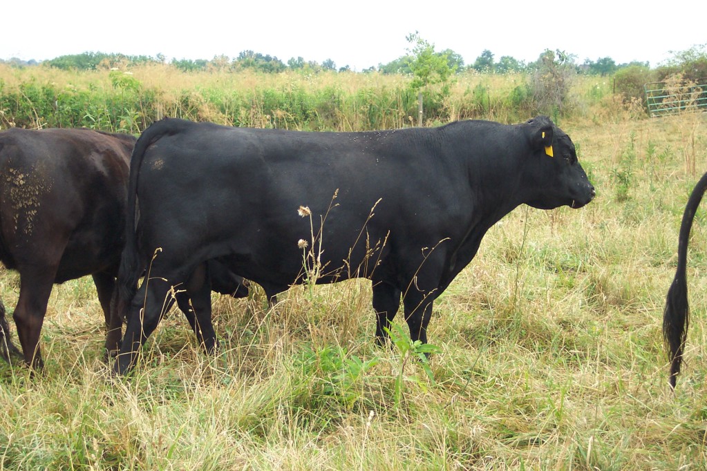 Keeney Angus April 7 Bull and Heifer Sale - Page 9 Rocketman752012