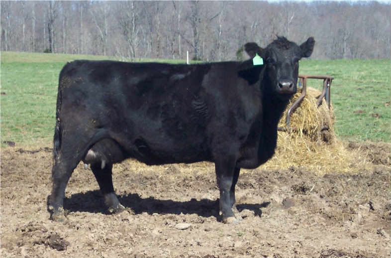 Keeney Angus April 7 Bull and Heifer Sale - Page 4 Rod17-1