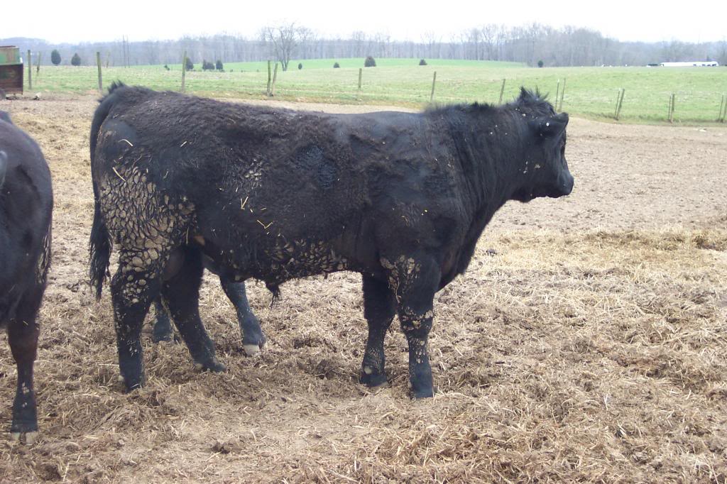 Keeney Angus 2013 Spring Sale April 6, 2013 Sb14_zps0b4a8993