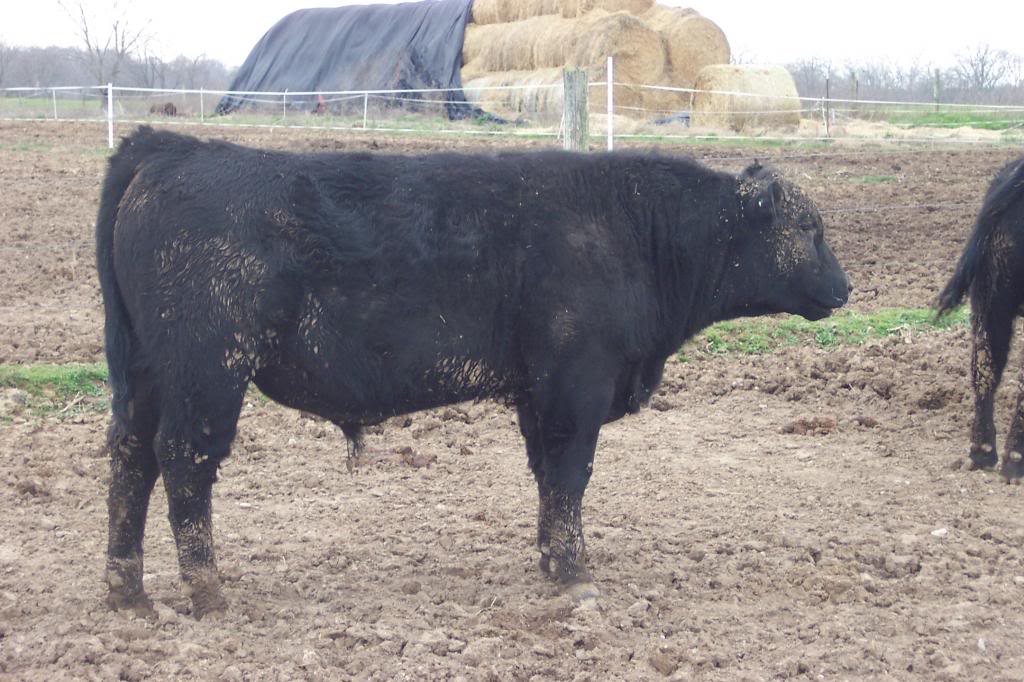 Keeney Angus 2013 Spring Sale April 6, 2013 Sb39_zps5f031d73