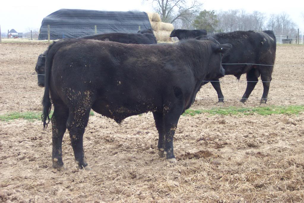 Keeney Angus 2013 Spring Sale April 6, 2013 Sb70_zpsf8dea5c8