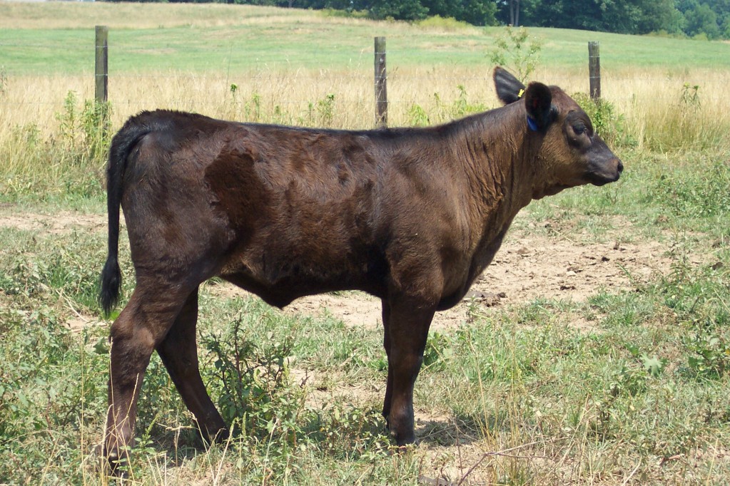 Keeney Angus April 7 Bull and Heifer Sale - Page 9 Scottieheifer