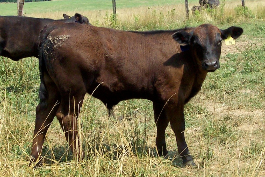 Keeney Angus April 7 Bull and Heifer Sale - Page 9 Sniffdamcalf2012