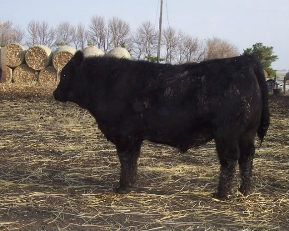 Keeney Angus April 7 Bull and Heifer Sale - Page 5 Tank-1