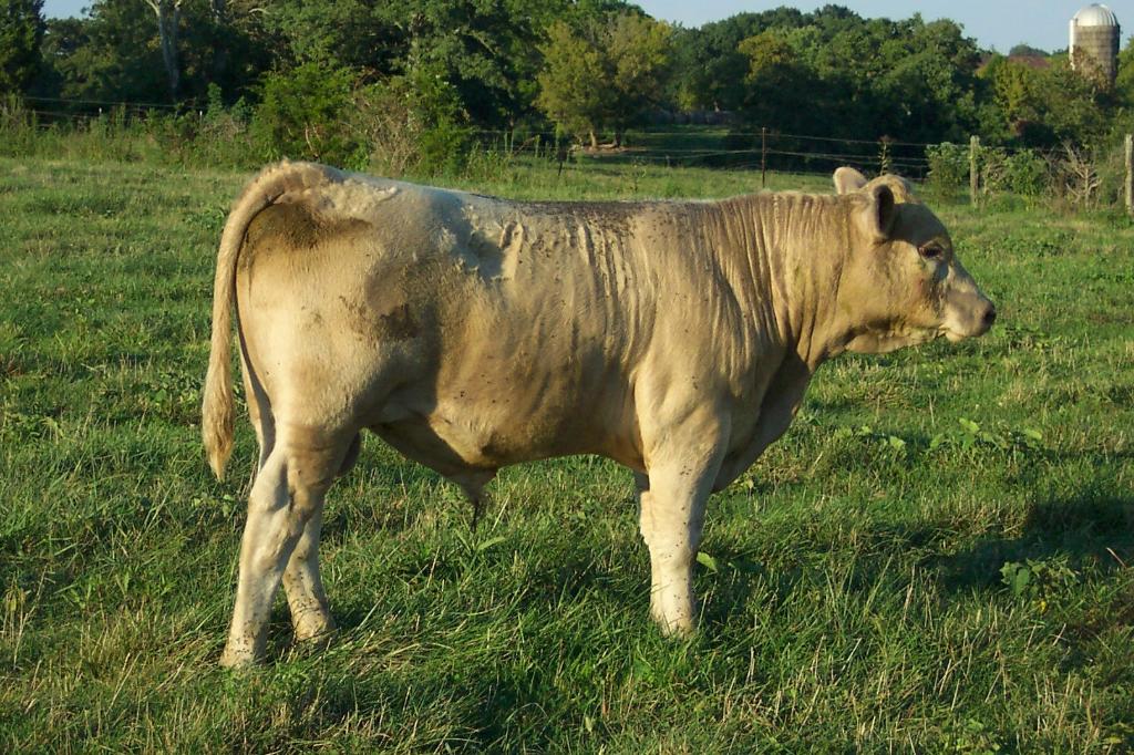 Keeney Angus 50TH Angus Anniversary Bull and Heifer Sale, Nov 10, 2012 Unwantedchar