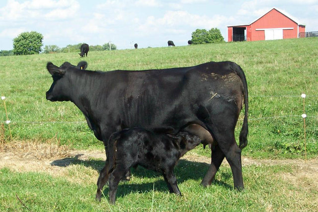 Keeney Angus 50TH Angus Anniversary Bull and Heifer Sale, Nov 10, 2012 Unwantedsis-2