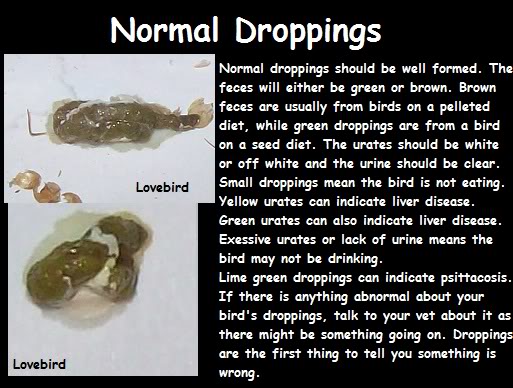 Abnormal Dropping Guide Normaldroppings