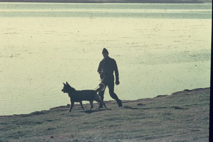 Perros en Malvinas IMARASECCIONPERROS