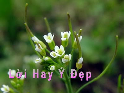 Lời Hay Ý Đẹp 01 001