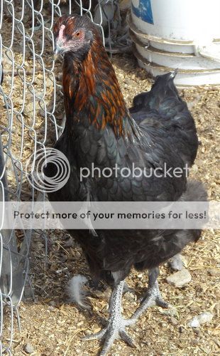 Partridge Chantecler pullets SAM_1413