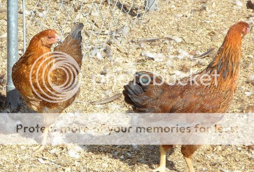 Partridge Chantecler pullets SAM_1417