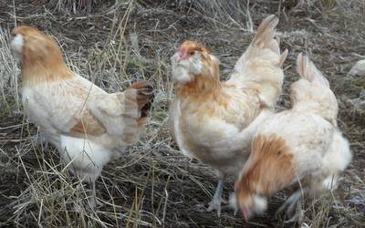 Wheaten Ameraucana SAM_1642