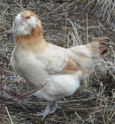 Wheaten Ameraucana (very picture heavy) SAM_1643