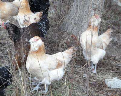 Wheaten Ameraucana SAM_1652