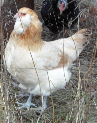 Wheaten Ameraucana SAM_1653