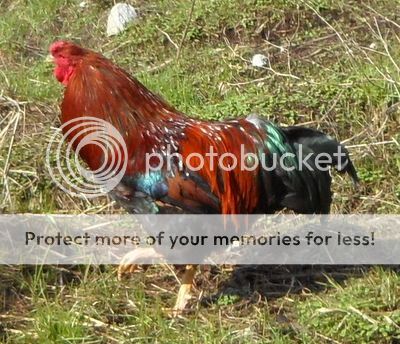 Partridge Chantecler rooster available (photos added) SAM_1843_zps1f80a226