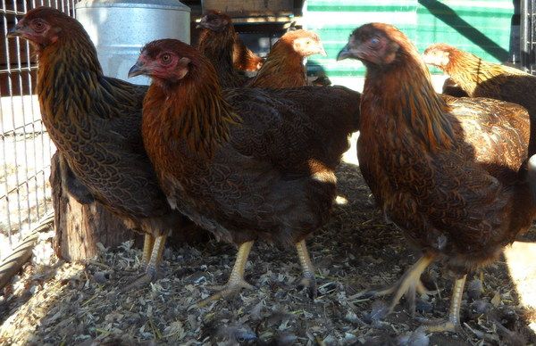 Partridge Chanteclers for sale SAM_2771_zpse8eb077f