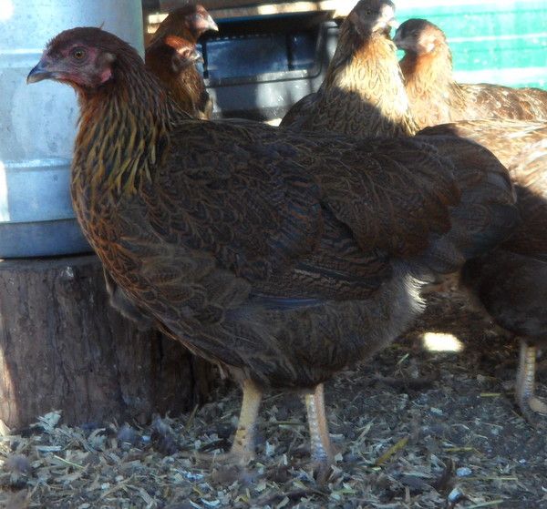 Partridge Chanteclers for sale SAM_2789_zps62e1e925