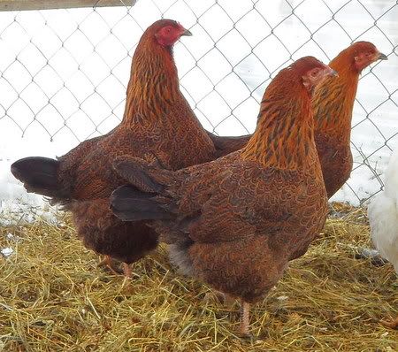 Partridge Chanteclers (Okanagan) pics added SAM_0469