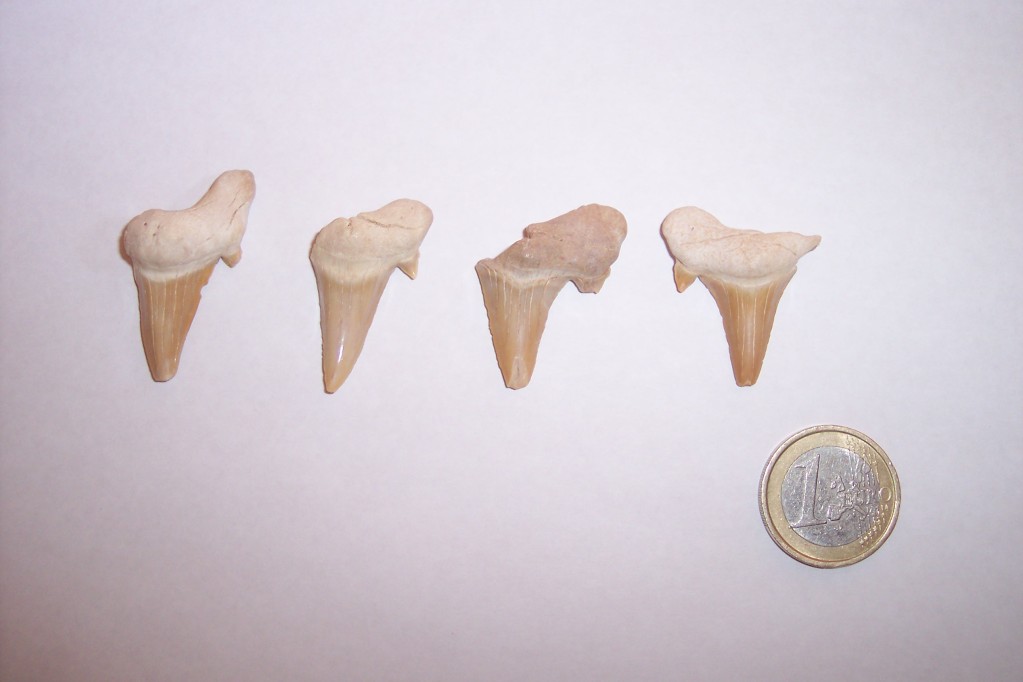 Photos of fossils to change. OtodusObliqqus-Eoceno-Marruecos1