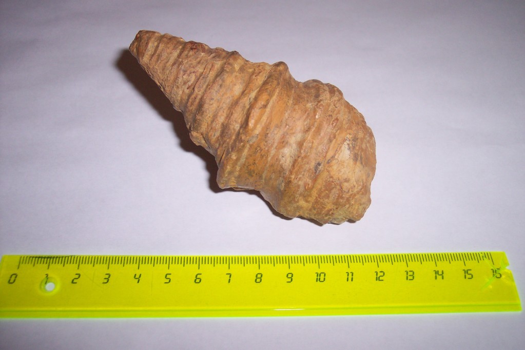 Photos of fossils to change. VicaryaPizcuetana-CretcicoInferiorAptiense-CerveradelMaestreCastelln3