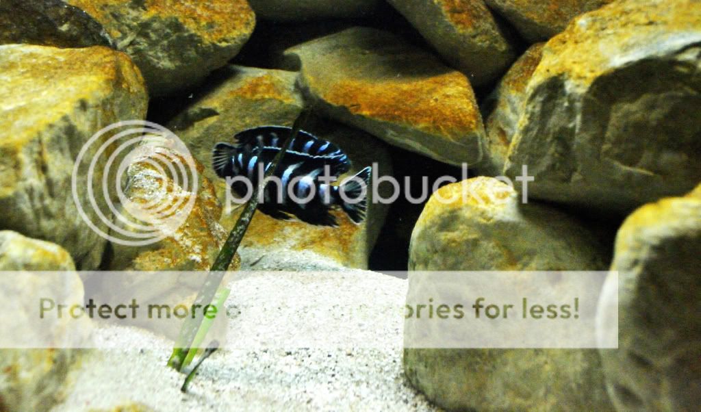 350  Malawi Mbuna Biotope Vol2. DSC_0254