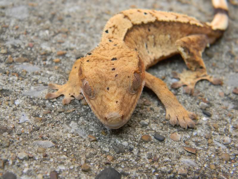 Some Geckos :) 8-24-11079