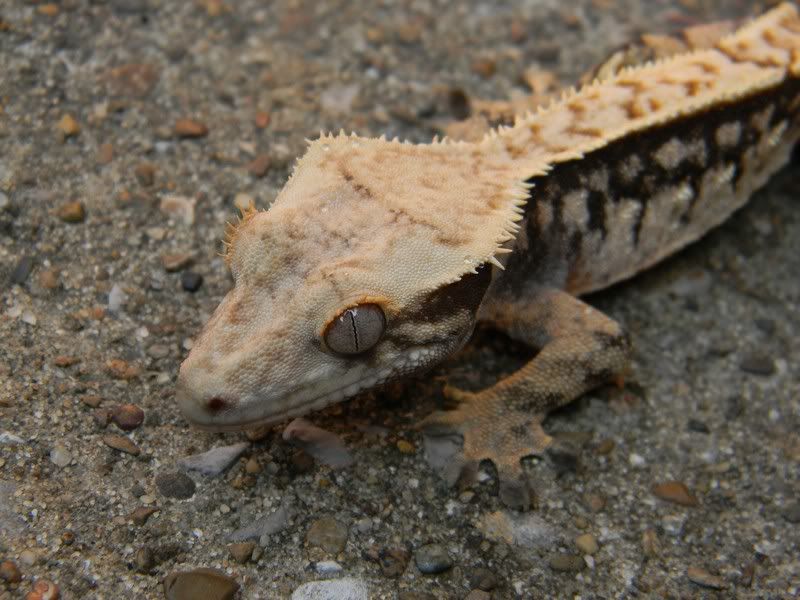 Some Geckos :) 8-24-11111