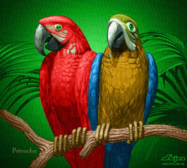 Mis Creaciones Petrucha - Página 17 Loro%20colorear%2023-5-12_zpskun3ldmp