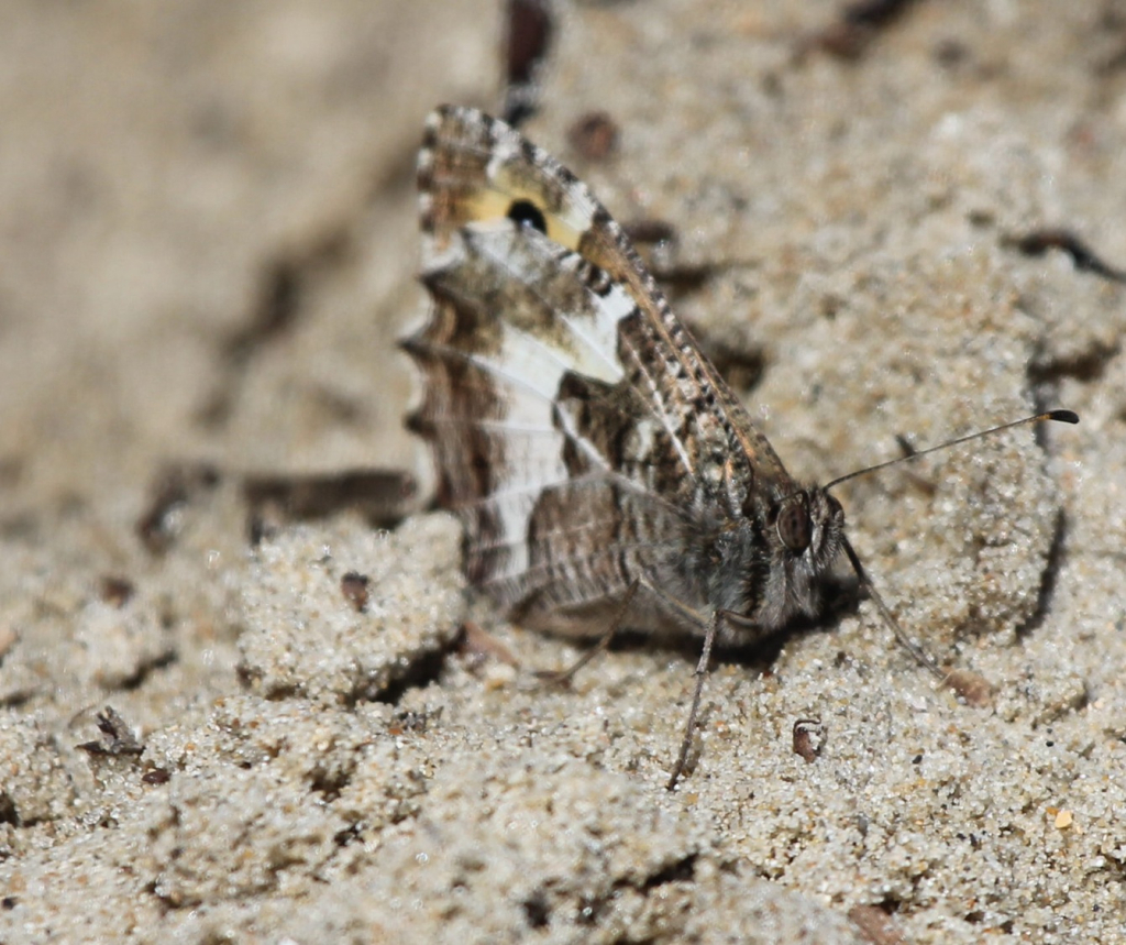 Insecten in het buitenland... 37debf9db9568ea86d6d6369887e969c