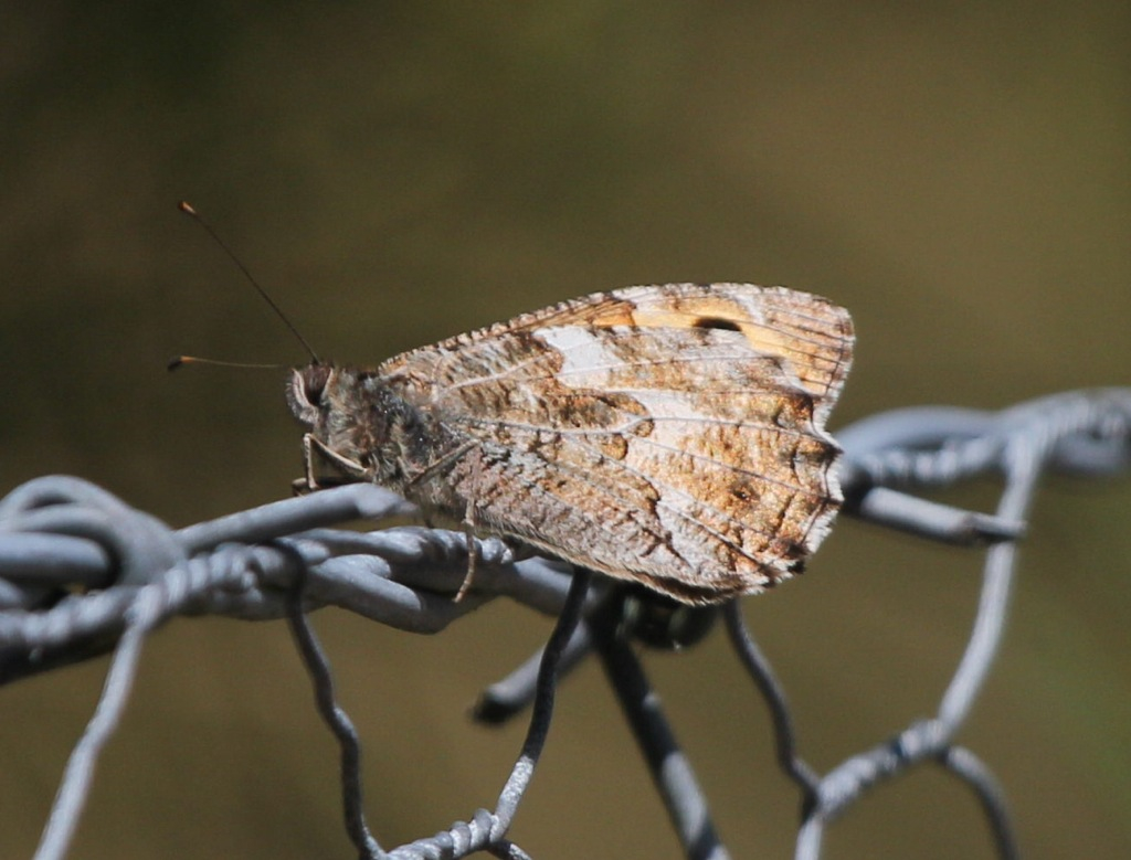 Insecten in het buitenland... 391be9f4171704fb05a45c5495a8311a