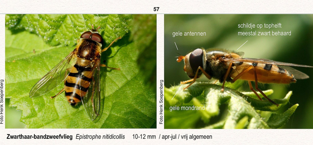 Vliegen en muggen - Pagina 14 4c806e91e4cb71f22f6efc12eb92d089