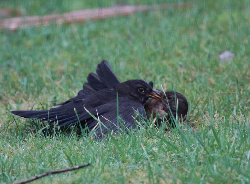 Leuke vogelwaarnemingen - Pagina 40 Dfdbf260