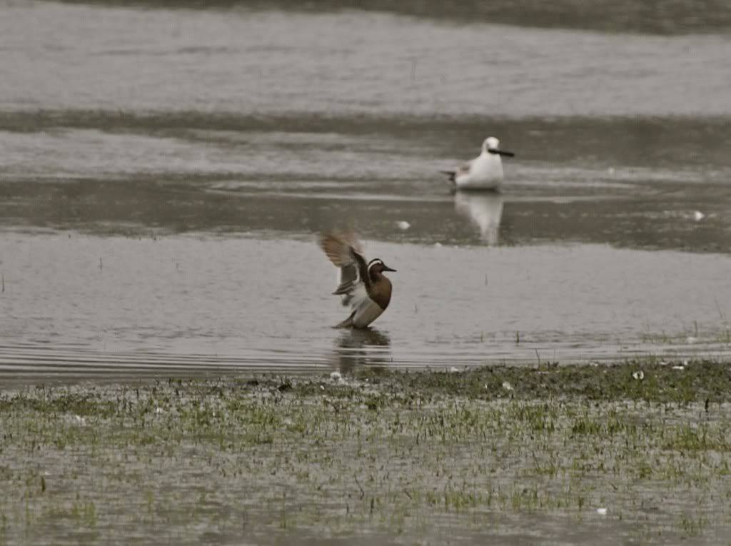 Leuke vogelwaarnemingen - Pagina 4 C0b10380