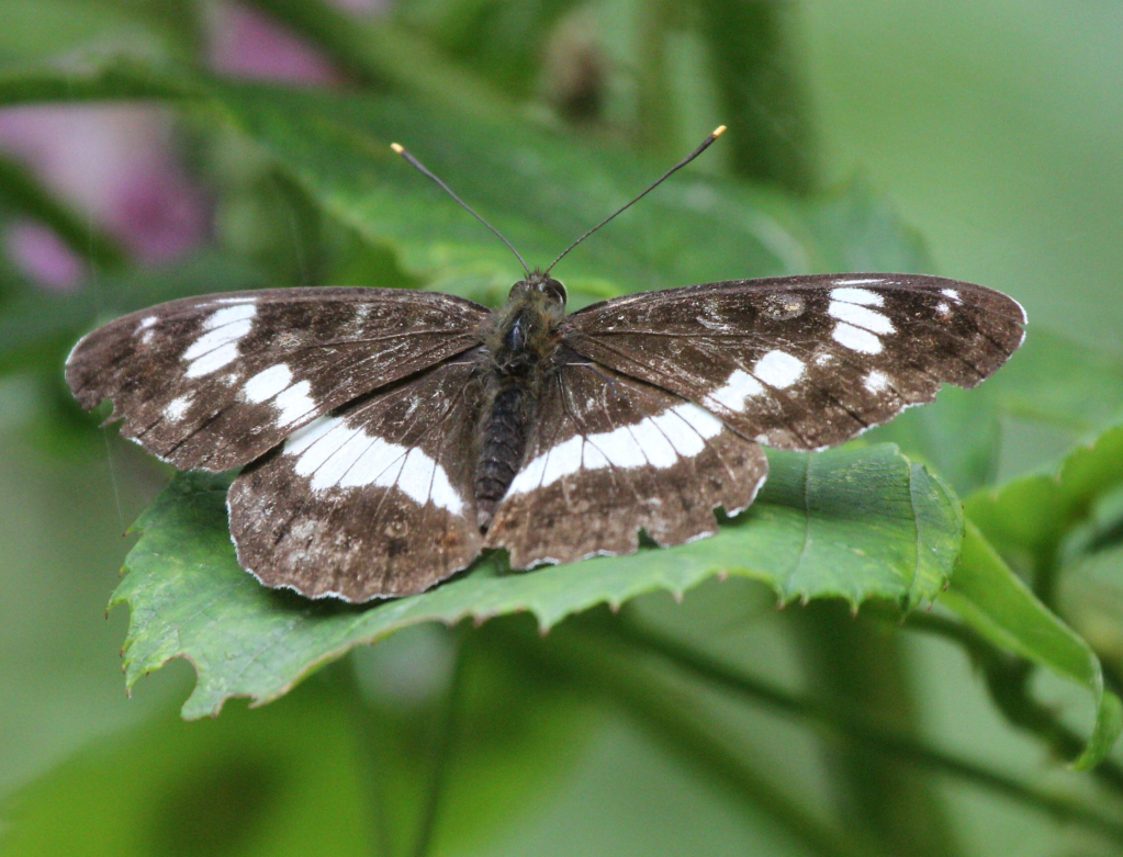 Insecten in het buitenland... A9373eef7429b97aefe9e3b6c8bc5cdd