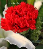 Zodiac Flower Signs Th_redcarnation