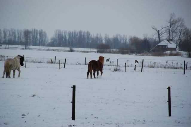 Een aantal foto's in de sneeuw - Pagina 2 DSC_4081