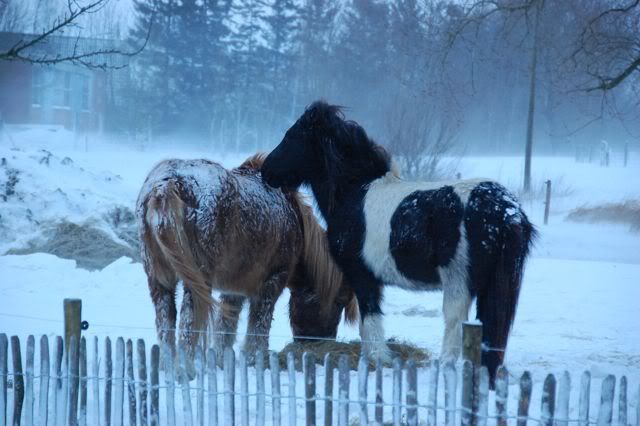 Een aantal foto's in de sneeuw - Pagina 2 DSC_4406